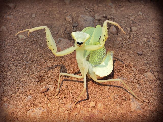 Small Hyper Praying Mantis